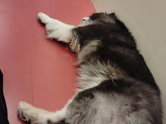 -和它·交个朋友·狗咖猫咖(爱琴海店)