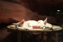 -Zoolung Zoolung动物主题公园(海信广场店)