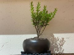 -良米山·云南野生菌过桥米线(上海首店)