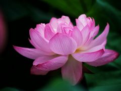 -陈家山荷花公园