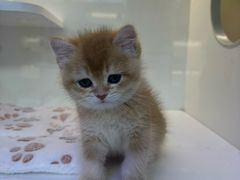 -小猫来了·猫舍(红山六九七九店)