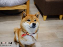 -柴迷FANS CLUB·柴犬狗咖·猫咖