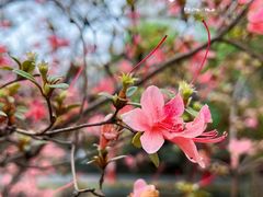 -华雅花园大酒店