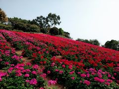 -松山湖梦幻百花洲