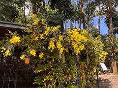 -深圳仙湖植物园
