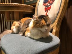 -more than meow吴止猫主题餐厅(承德 中船汇店)