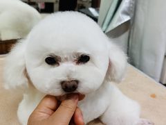 -鑫艺宠物美容培训学校