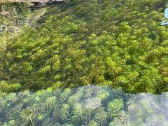 -北仑森林植物园