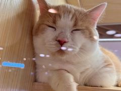 -艾薯夫妇Aysh(福田星河COCOPark店)