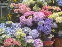 -双季花艺园艺市场(浦东店)