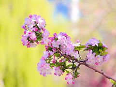 -海棠花溪(元大都城垣遗址公园)