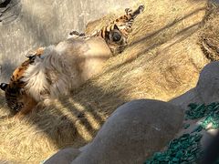 -北京野生动物园