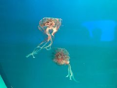 -福州罗源湾海洋世界旅游区