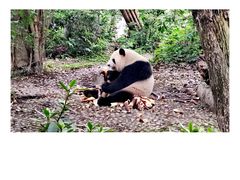 -成都大熊猫繁育研究基地