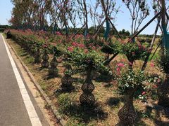 -武汉紫薇都市田园