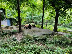 -都江堰中华大熊猫苑