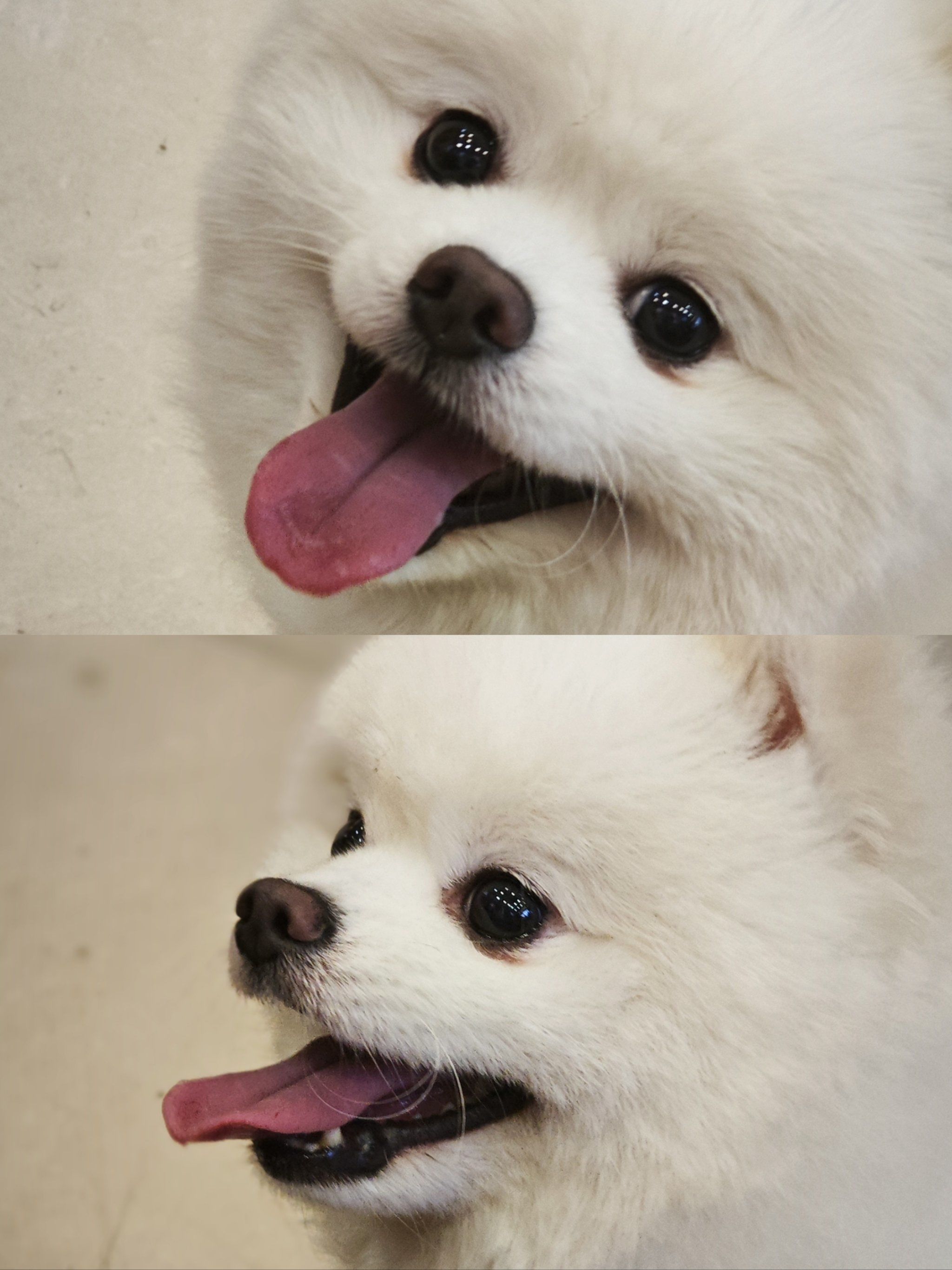 狗狗微笑攻势来袭