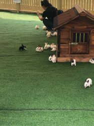 -萌宠亲子动物乐园(槐房万达店)