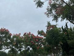 -上海长兴岛郊野公园