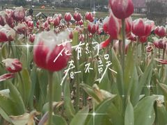 -花博汇(知音花月夜)
