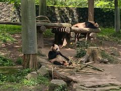 -都江堰中华大熊猫苑