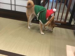 -逗柴咖啡屋·狗咖猫咖宠物桌游