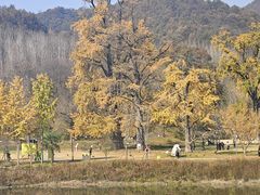 -千年银杏谷文化旅游区