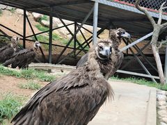 -西霞口神雕山野生动物世界