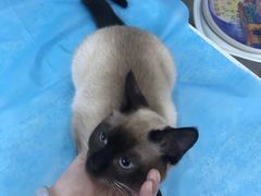 -纳吉亚猫专科动物医院·北北分院