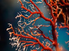 -绮丽珊瑚(台北101旗舰门市店)