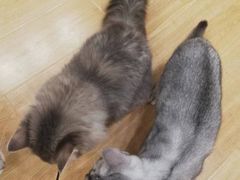 -有喵·猫咖·狗咖·30几只猫10只小狗(岗厦店)