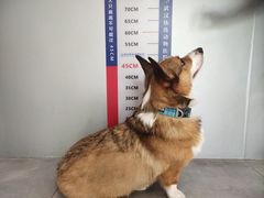 -伟伟宠物医院·CT影像中心·瑞派犬猫综合性门诊(汉口总院)