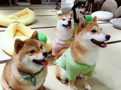 -逗柴咖啡屋·狗咖猫咖宠物桌游