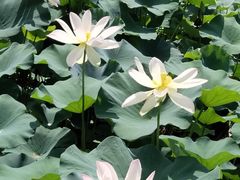 -莲花池公园