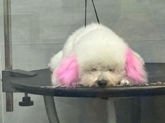 -宠福鑫康馨动物医院·骨科·眼科