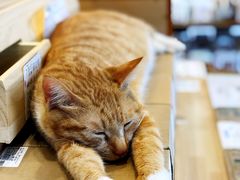 -猫的天空之城概念书店(景德镇陶溪川店)