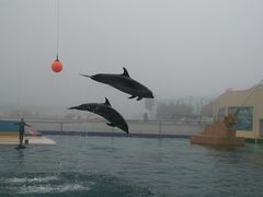 -秦皇岛乐岛海洋王国