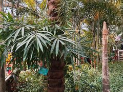 -南宫五洲植物乐园