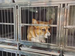 -帕帕拉兹宠物(亚洲旗舰店)