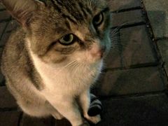 -顺强宠物诊所·狂犬免疫·夜诊·骨科(嘉定店)