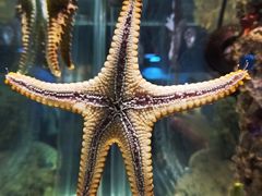 -太平洋海底世界