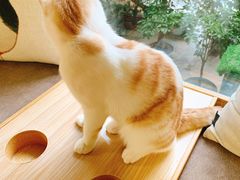 -猫和宫(六道口店)