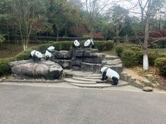 -都江堰中华大熊猫苑