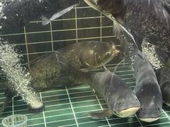 -老阿爸鲜鱼土菜(独墅湖店)