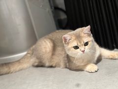 -琪喵猫屋·撸猫猫咖·猫舍