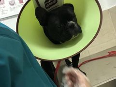 -仁华宠物医院(青羊店)