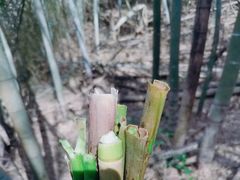 -江西阳明山国家森林公园