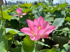 -无锡蠡湖国家湿地公园-蠡园