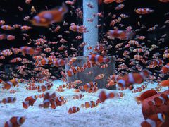 -海合安成都极地海洋公园