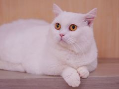 -飞行喵MR PILOT|猫舍·猫咖(静安大融城店)